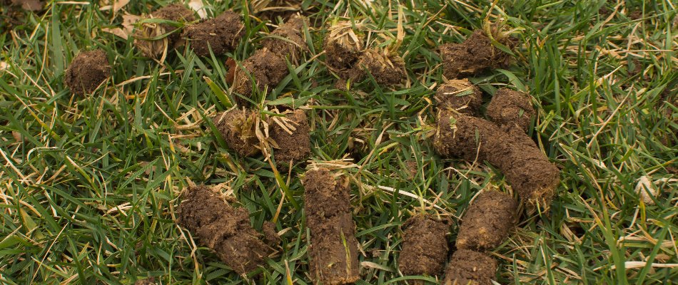 Lawn in Tulsa, OK, with leftover soil cores from aeration.