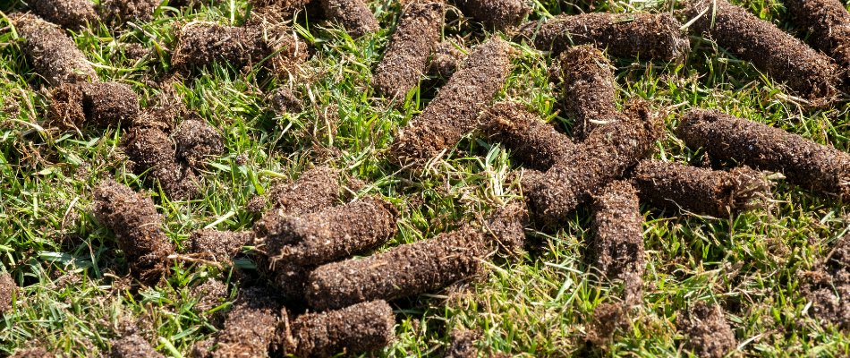 Soil cores on a lawn after core aeration in Mansfield, OH.