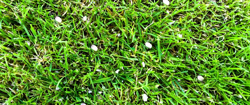 White fertilizer granules on grass in Macomb, MI.