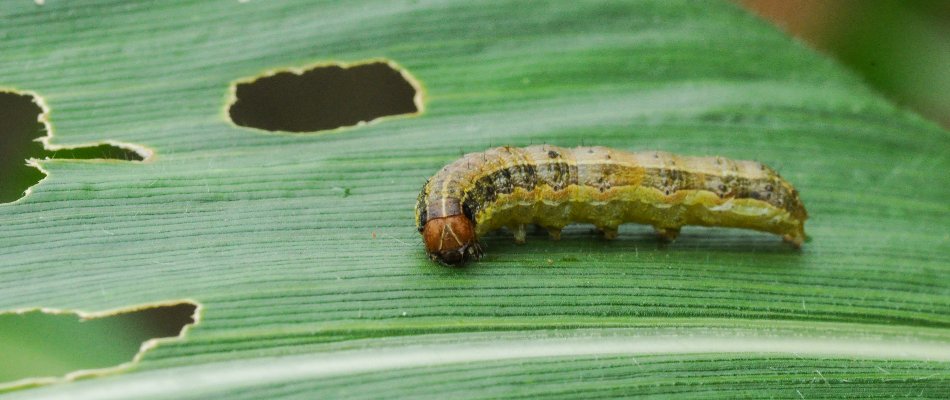 Armyworm chewing on a grass blade in Austin, TX.