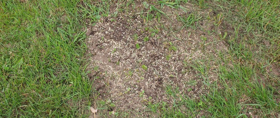 Grass seeds across a bare patch of a lawn in Mansfield, OH.