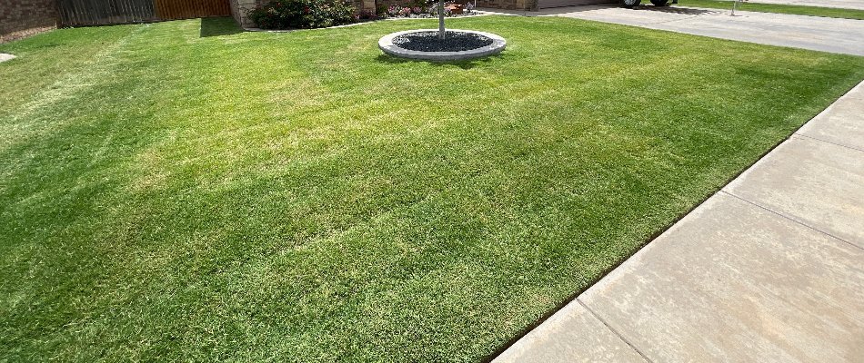 Manicured, green front lawn in Lubbock, TX.
