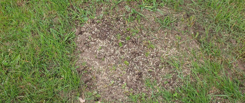 Seeds across a bare patch on a lawn in Gresham, OR.