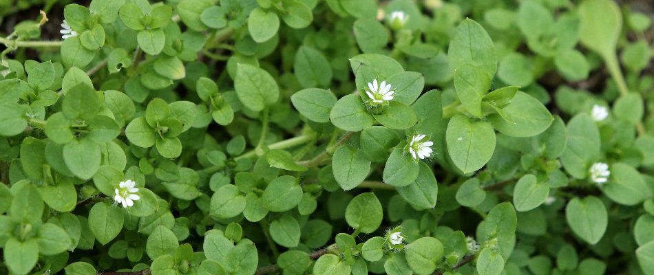 Small, white flowers and green leaves of chickweed in Gresham, OR.