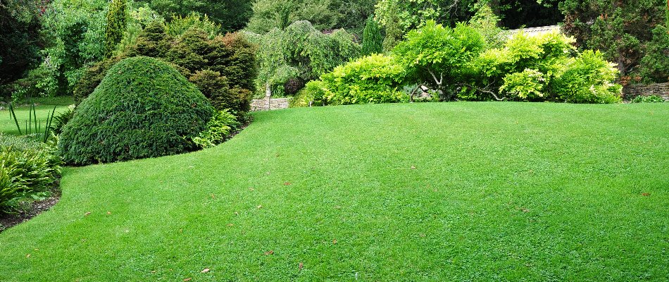 Fertilized green lawn in Cary, NC, and lush plants.