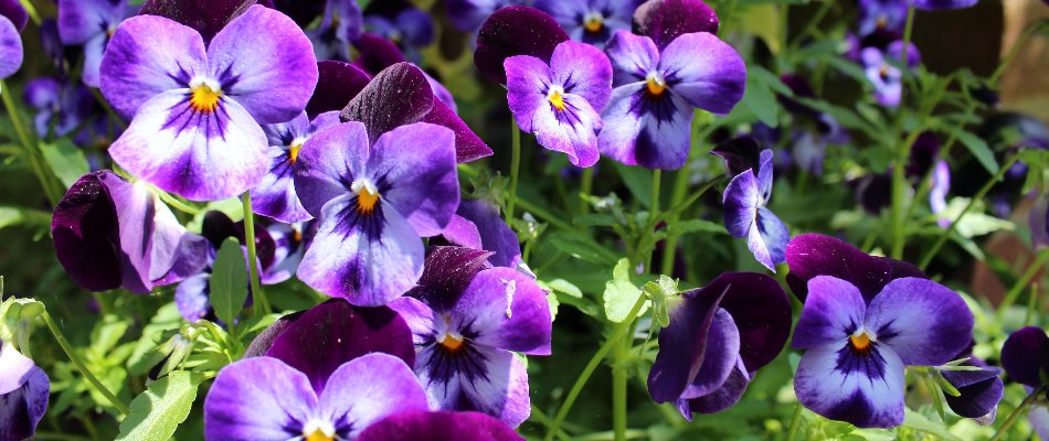 Purple pansies on a landscape in Mountain Brook, AL.