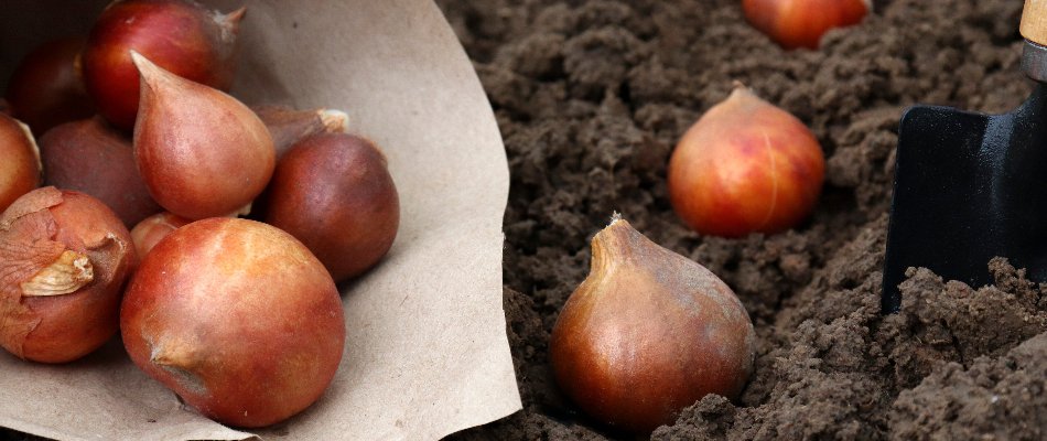Tulip bulbs for planting in Mountain Brook, AL.