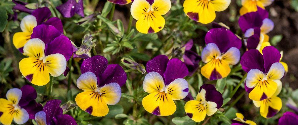 Violas in Mountain Brook, AL, with violet and yellow flowers.