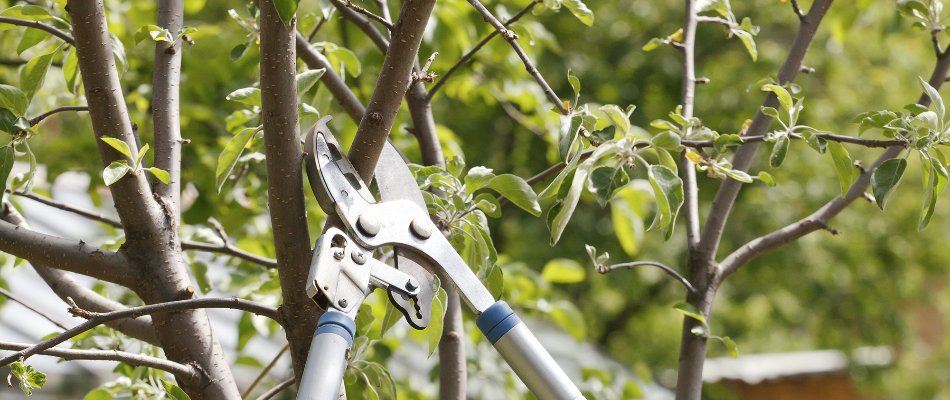 Trimming a tree in Bartow, FL, with shears.