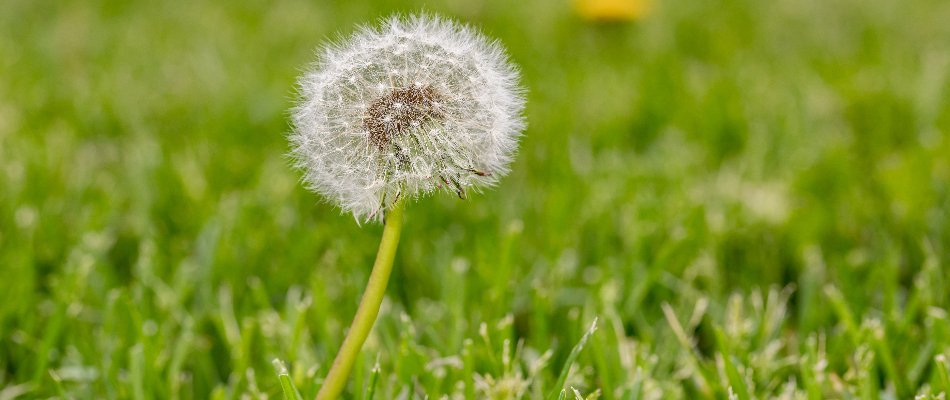 Single dandelion weed with a seed head on a lawn in Austin, TX.