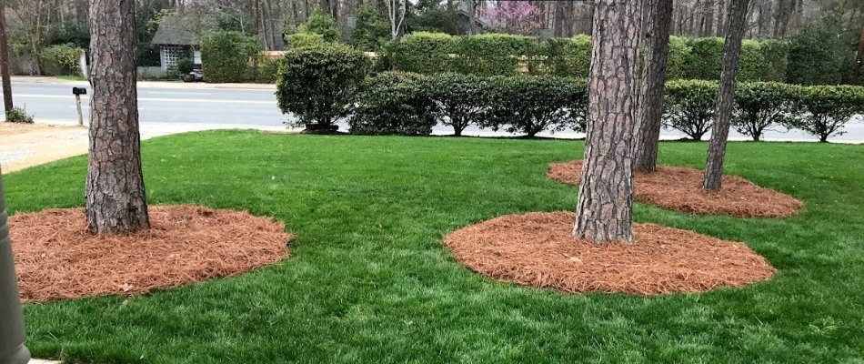 Mulch around trees in Charlotte, NC.