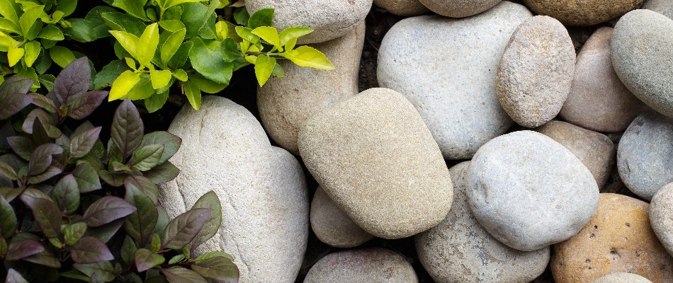 River rock ground cover with plant foliage.