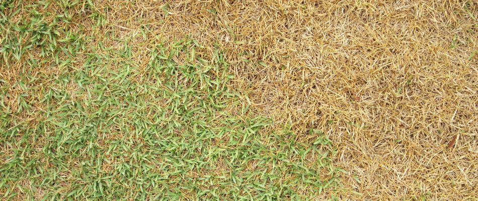 Lawn in Delaware, OH, suffering from dehydration.