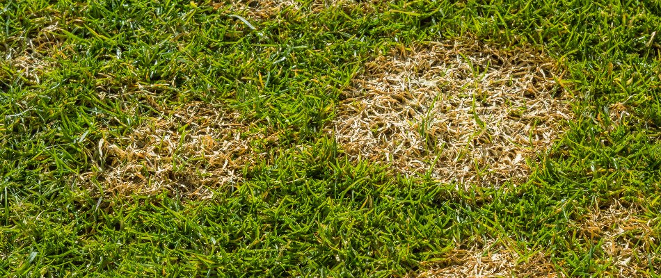 Dollar spot disease on a lawn in Delaware, OH.