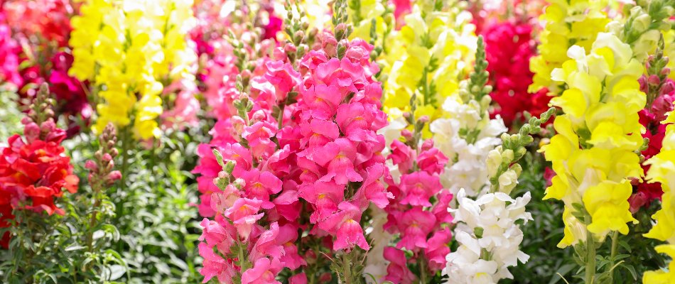 Pink, white, and yellow snapdragons in Portland, OR.