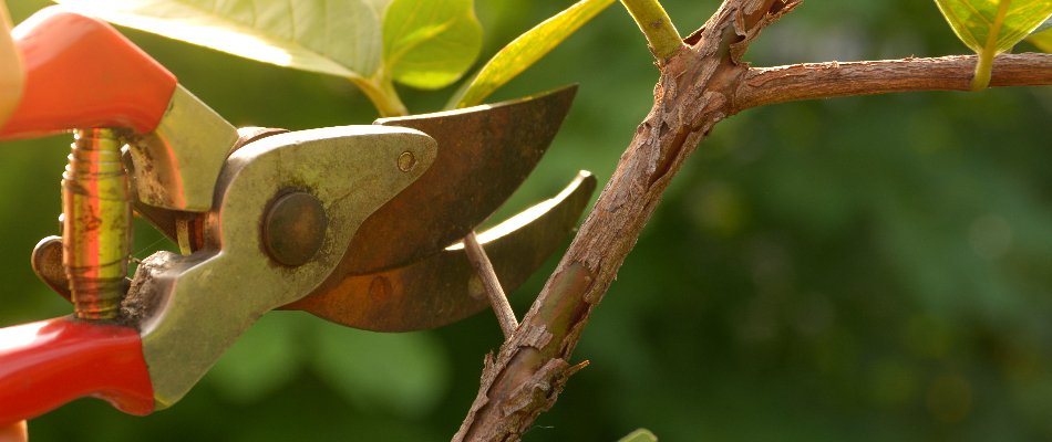 Pruning a plant in Paradise Valley, AZ, with shears.