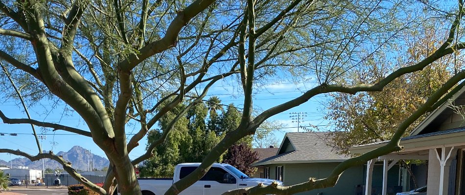 Tree in Paradise Valley, AZ, with sparse foliage.