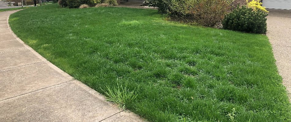 Lawn in Gresham, OR, with grassy weeds.