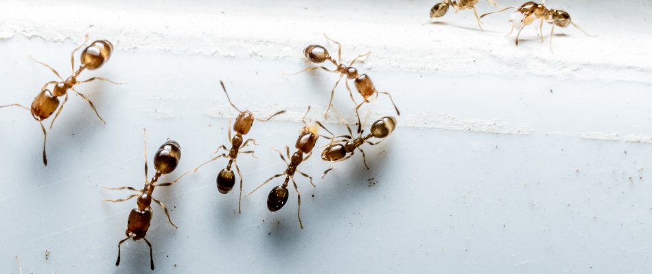 A bunch of ants inside a building in Westminster, MD.