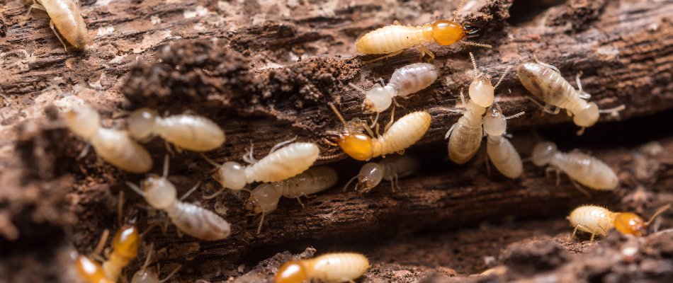 Many termites on wood in Westminster, MD.