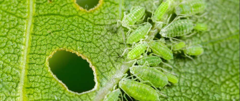 Green aphids on the leaf of a plant.