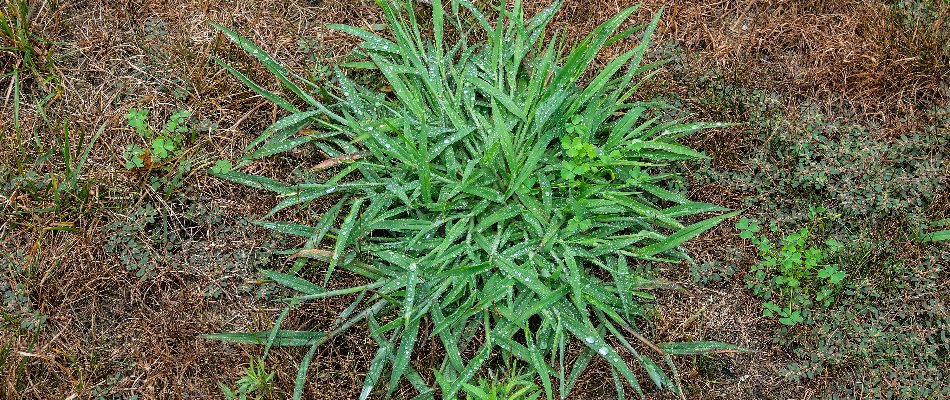 Dead grass around a green crabgrass weed in The Villages, FL.