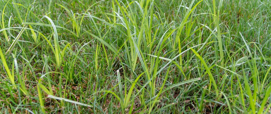 Nutsedge weed growing on a lawn in The Villages, FL.
