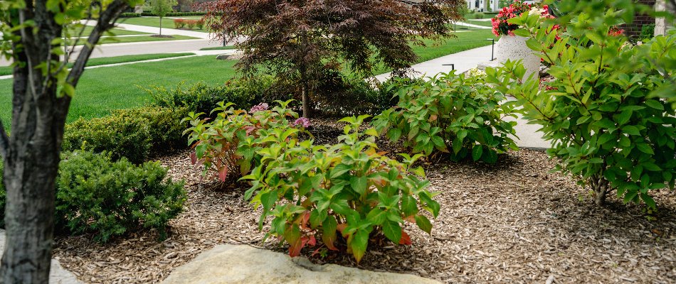 Green shrubs and a small tree in a mulch bed in Macomb, MI.
