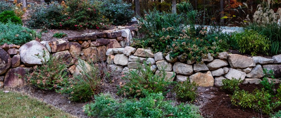 Landscape in Cary, NC, with a rock wall and plants.