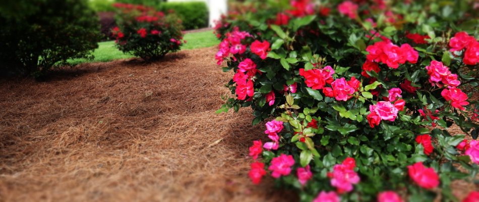 Vibrant bush of red roses in Cary, NC.