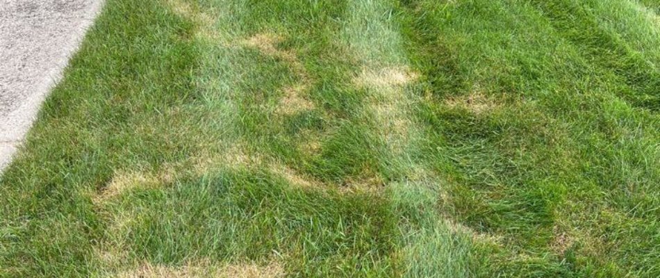 Mole trails on a lawn in Saugatuck, MI.