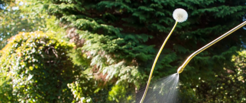 Treating a dandelion in Ankeny, IA, with weed control.