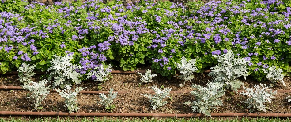 Landscape bed in Cary, NC, with drip irrigation lines and plants.