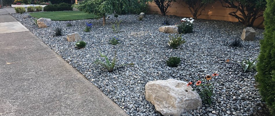 Rocks, boulders, and small plants in a landscape bed in Portland, OR.