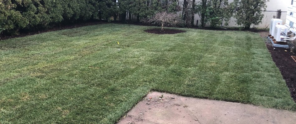 Recently installed sod in a backyard in Gresham, OR.