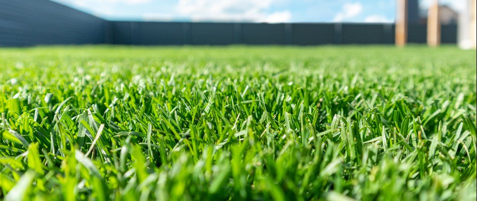 Green, healthy lawn on a property in Austin, TX.