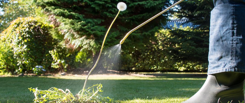 Person spraying weed control treatment on a dandelion on a property in Ankeny, IA.