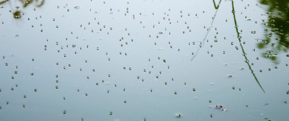 Mosquitoes on stagnant water in Austin, TX.