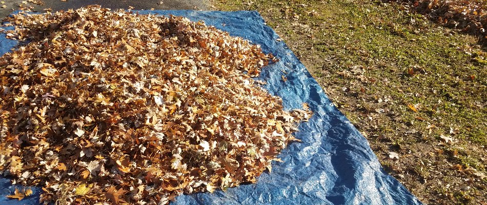 Pile of leaves on a blue tarp in Huntsville, AL.