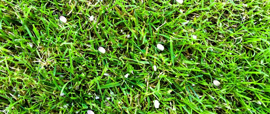 White fertilizer granules on a green lawn in Doylestown, PA.