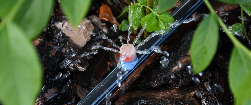 Landscape in Huntsville, AL, with drip irrigation emitter.