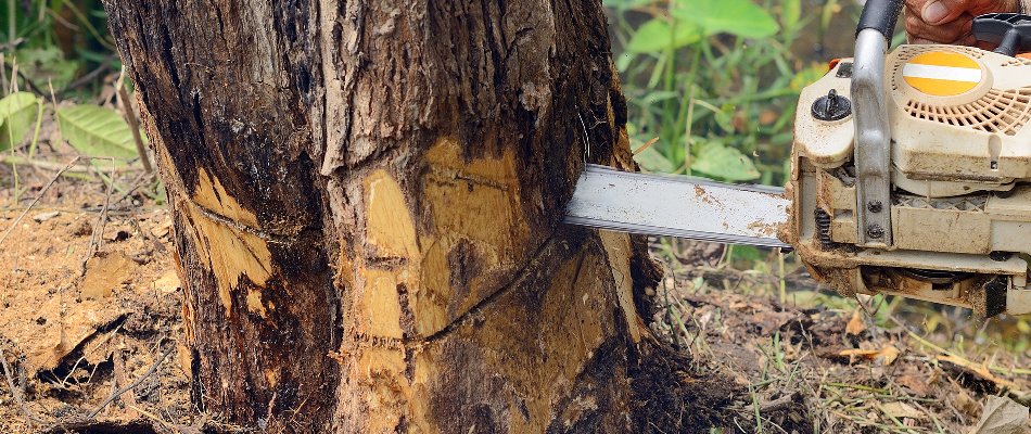 Cutting a tree in Paradise Valley, AZ, using a chainsaw.