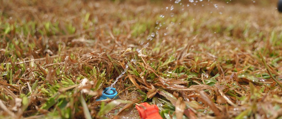 Closeup of a sprinkler head with low water pressure in Macomb, MI.