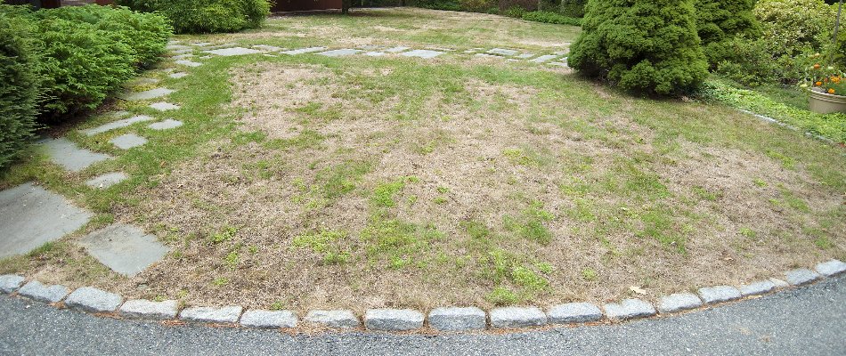 Patchy, damaged lawn in Mansfield, OH, with plants.