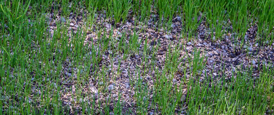 Grass seeds on a lawn in Memphis, TN, during overseeding.
