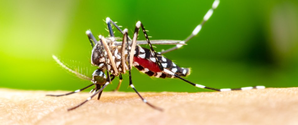 Mosquito biting skin on a property in Macomb, MI.