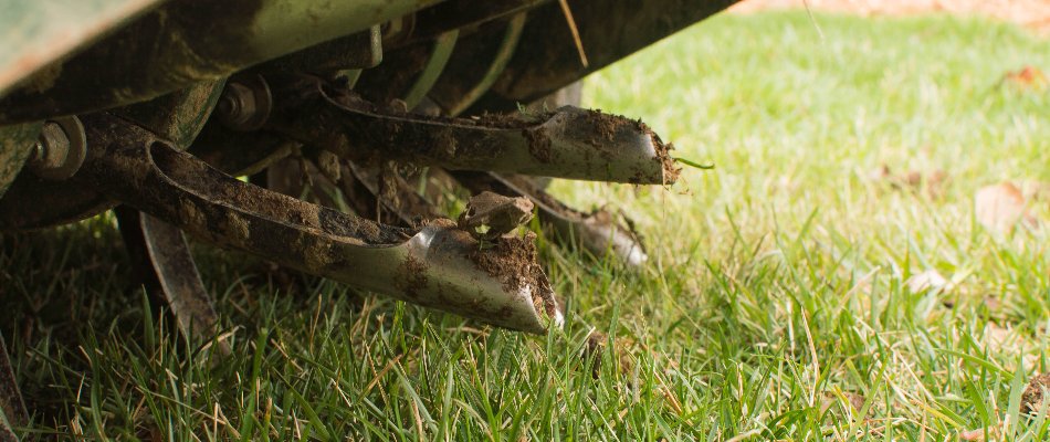 Tines of an aerator in Gresham, OR, with soil plugs.