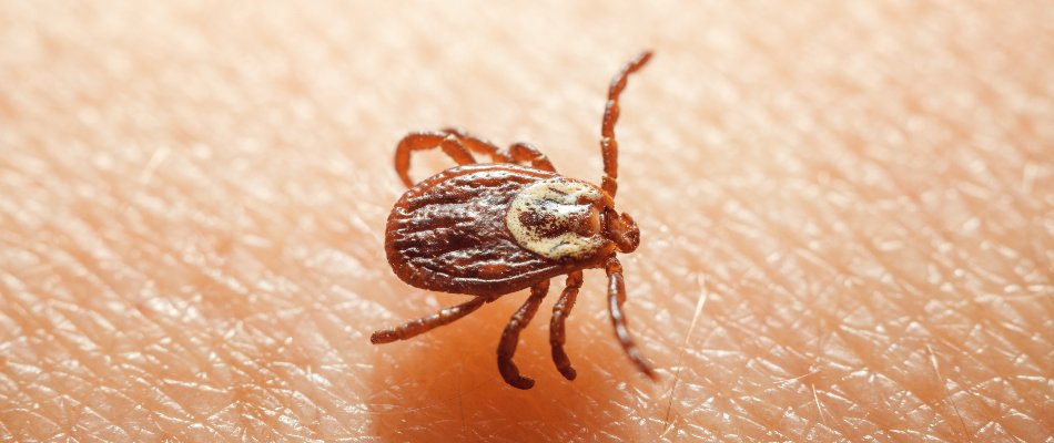 Brown tick on skin in Grand Rapids, MI.