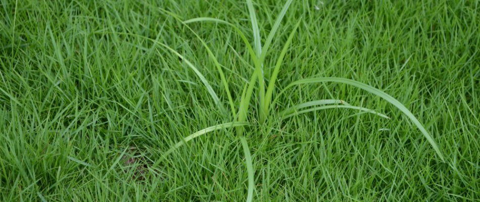 Yellow nutsedge on a lawn in Mansfield, OH.