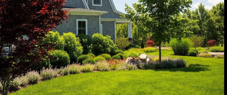 Landscaping with trees and shrubs in South Riding, VA.